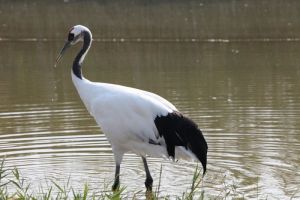 鹽城丹頂鶴濕地生態公園