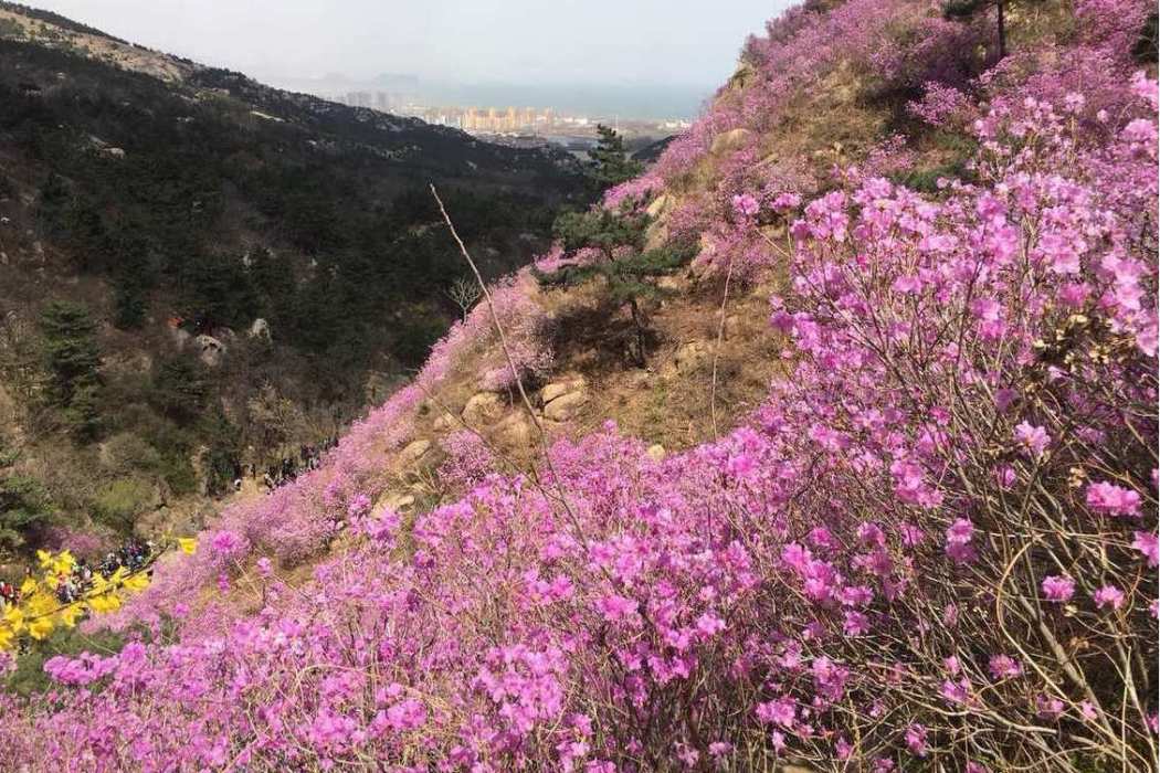 迎紅杜鵑黃島大珠山群體114家系