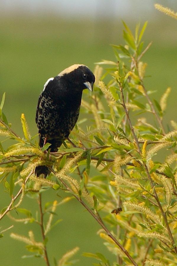 食米鳥