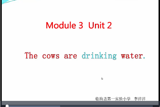 The cows are drinking water