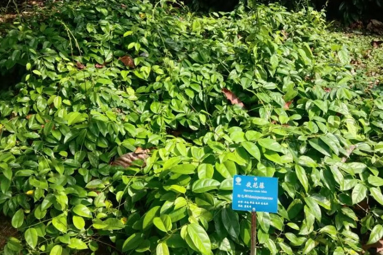 夜花藤(防己科夜花藤屬植物)