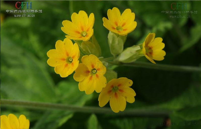 黃花九輪草