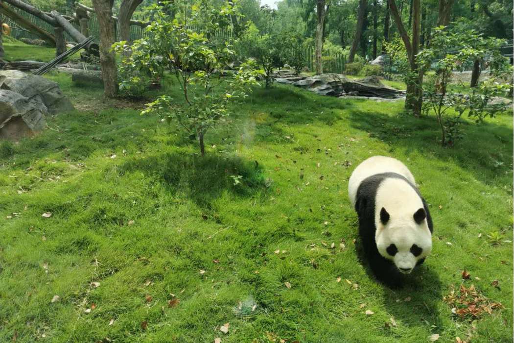 盧漢動物園