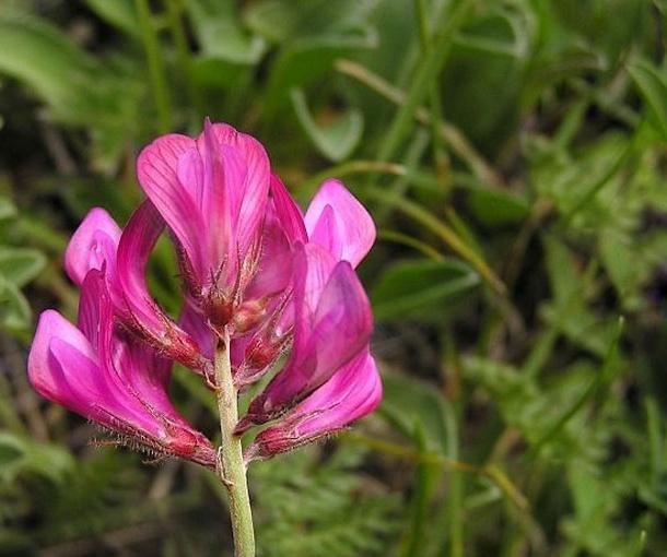 減縮黃耆（變種）