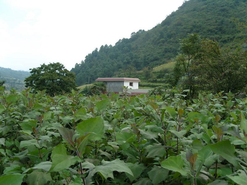 雙河廠村-雪蓮果種植