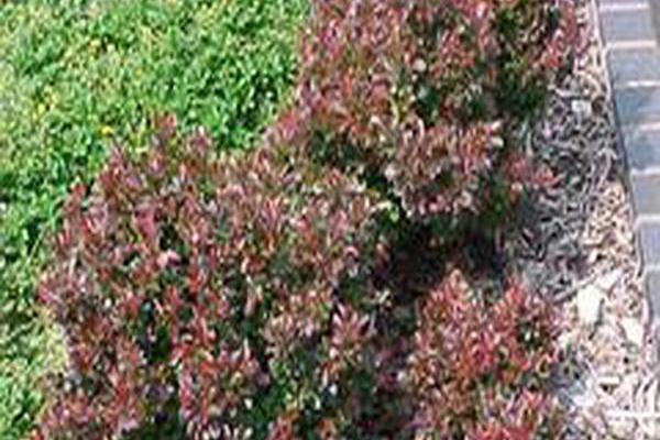 Berberis thunbergii f. atropurpurea \x27Bagatelle\x27