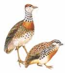 領鶉（plains wanderer）