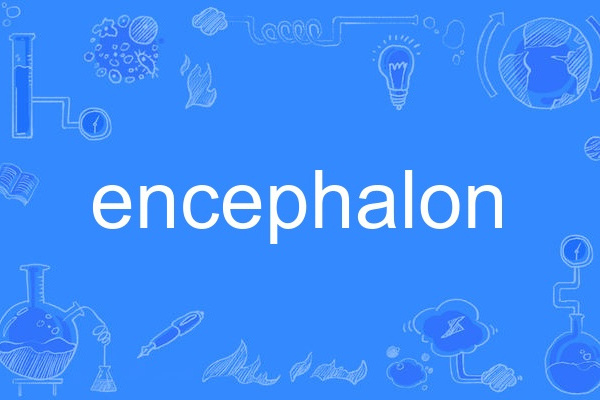 encephalon