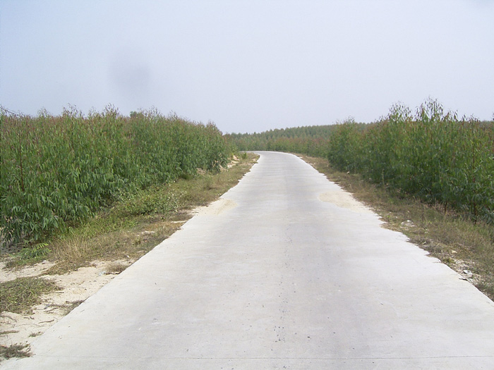 石頸鎮鄉村水泥公路