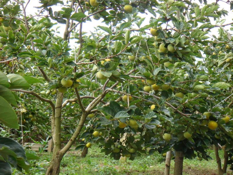 蒲縹村水果種植業