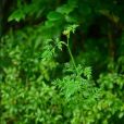 全葉山芹(植物)