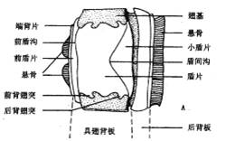 懸骨