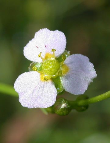 膜果澤瀉