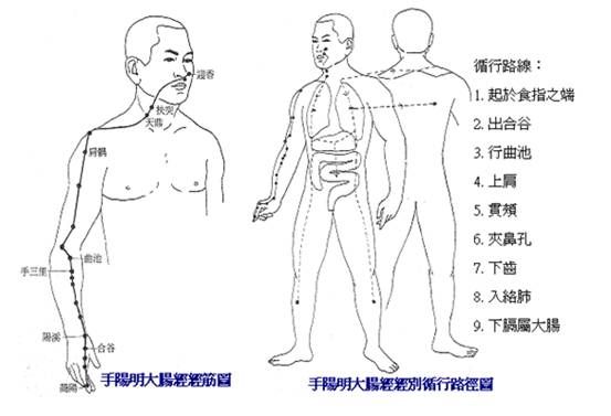 手陽明大腸經