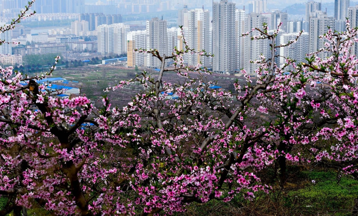 渭濱春景