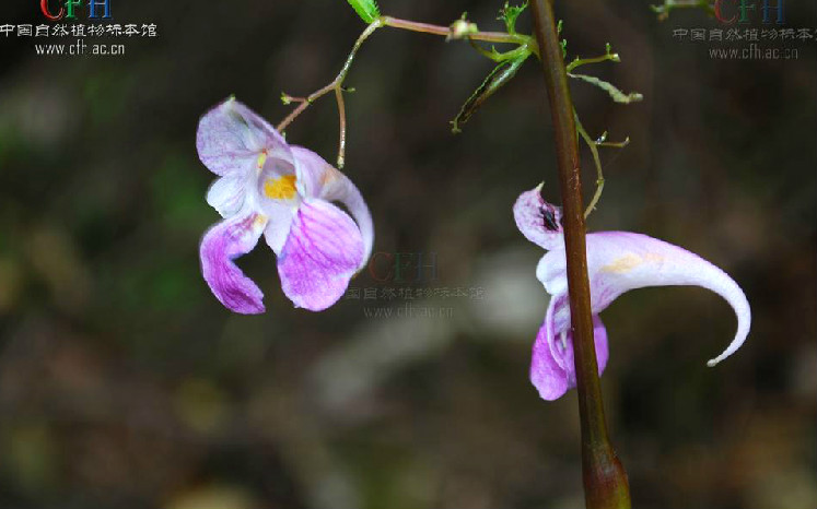 天目山鳳仙花