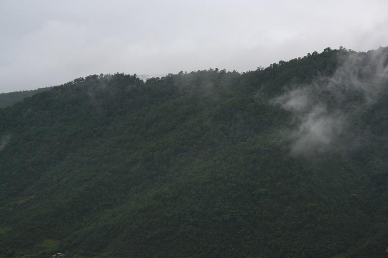 紅旗自然村樹木