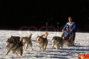 名犬欣賞阿拉斯加雪橇犬與哈士奇的區別