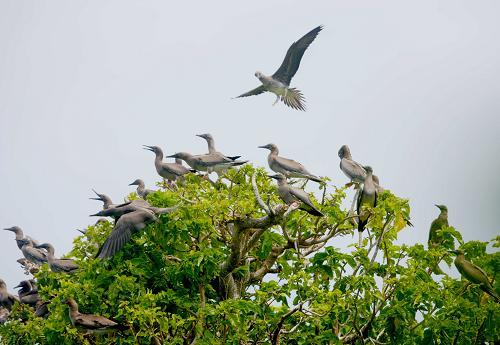 抗風桐上的鰹鳥