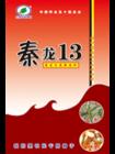 秦龍13