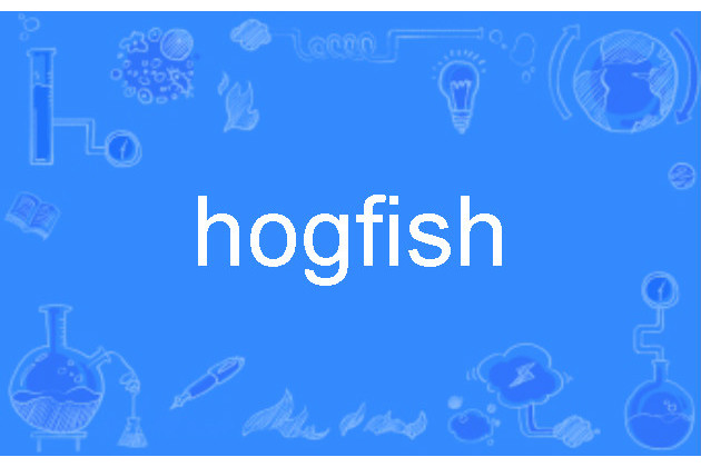 hogfish