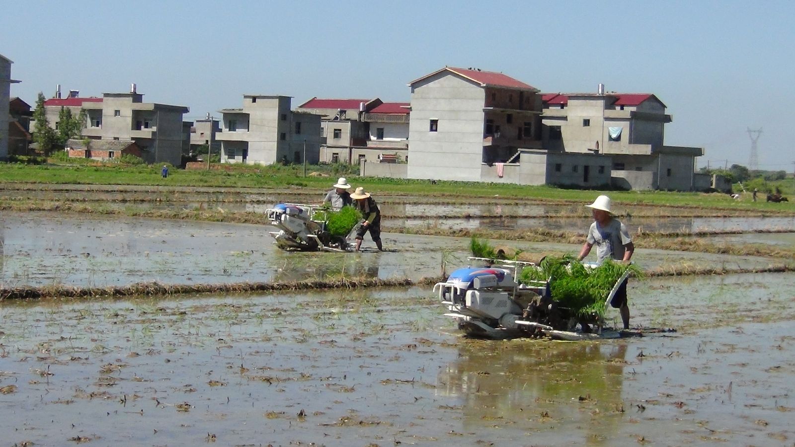 松湖鎮稻田