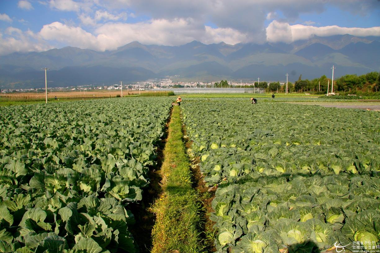 無公害蔬菜基地