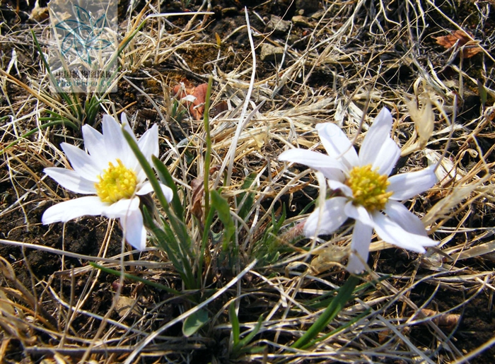 莎菀屬