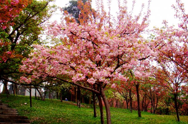 貴陽森林公園