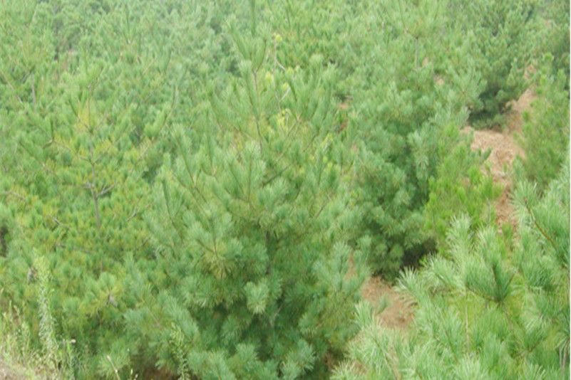 黃山市林科所國家油茶馬尾松良種基地