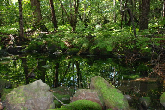 白石山國家森林公園(吉林白石山國家森林公園)