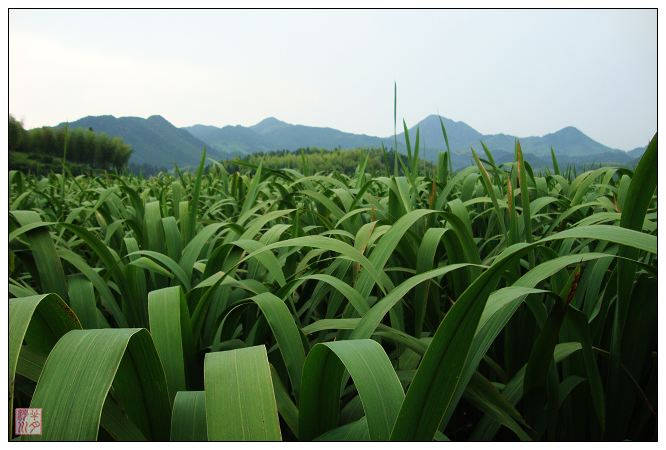 冷水茭白基地