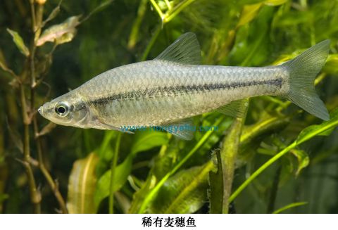 麥穗魚屬