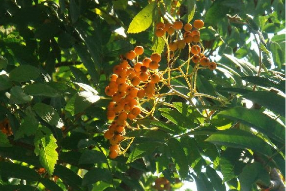 花楸樹蒙山家系5號