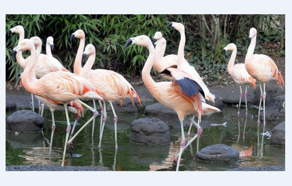 法蘭克福動物園火烈鳥