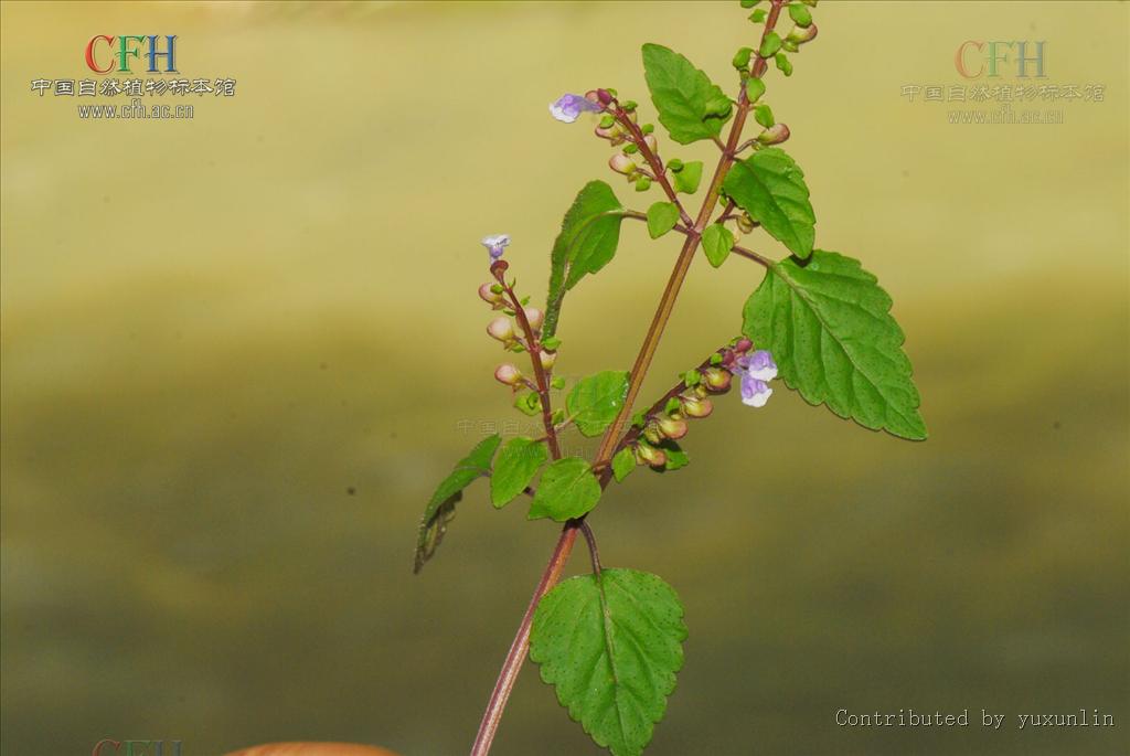 紫莖京黃芩