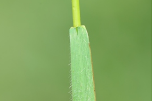 平滑披鹼草