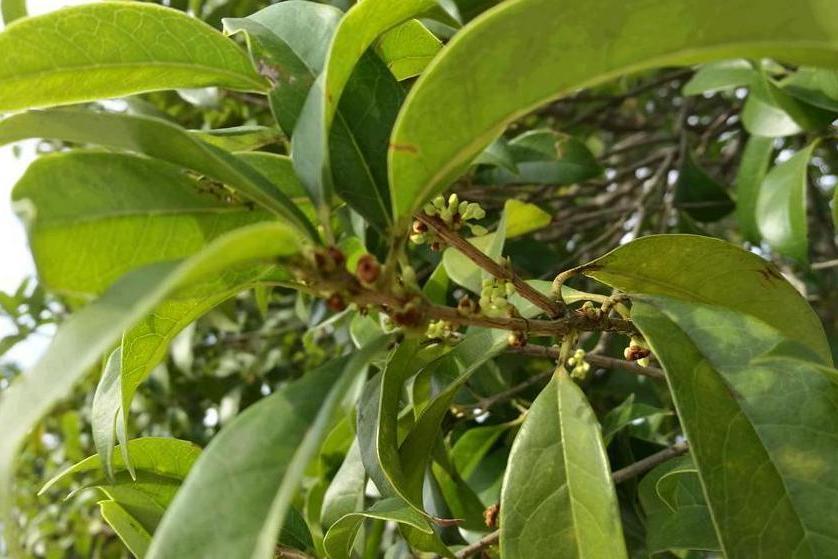 桂花黃山學院3號