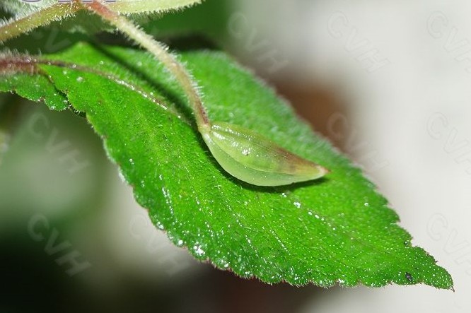 那坡鳳仙花