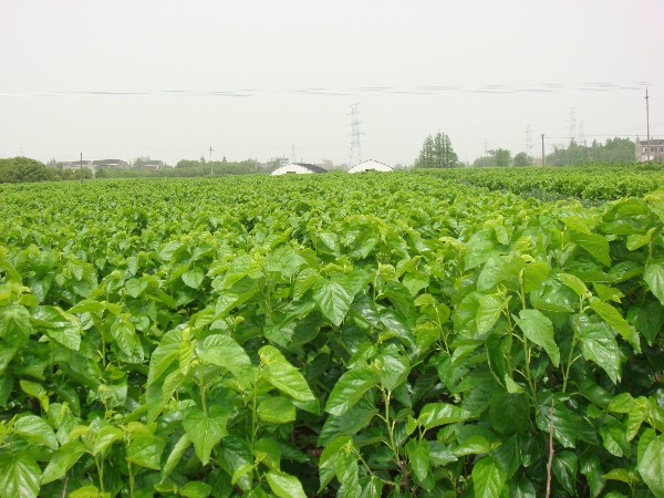 江蘇吳江震澤省級濕地公園