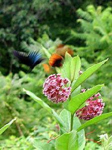 大煙霧山國家公園