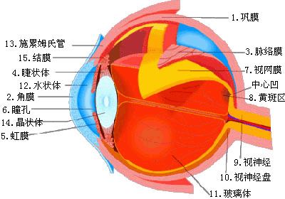 眼睛剖面圖