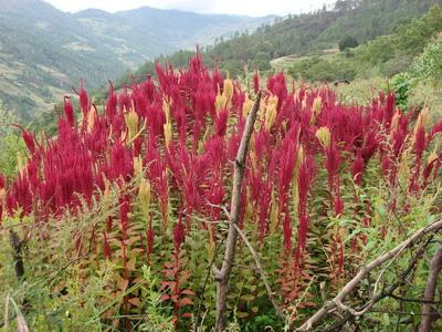 中甲村仙米種植