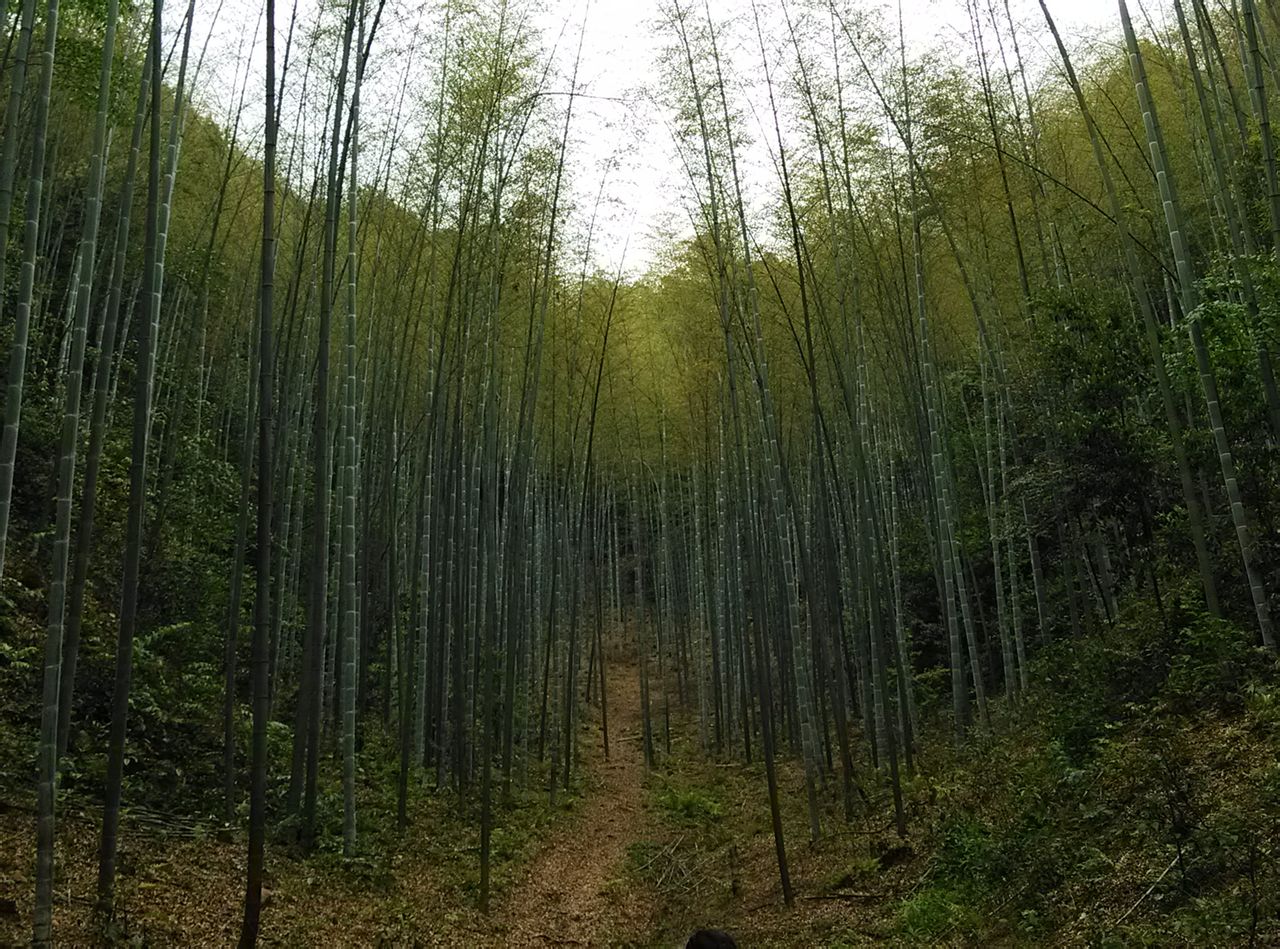 宣漢縣峨城竹海公園