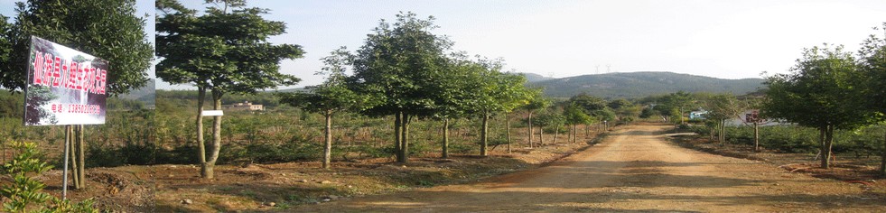 九鯉湖生態觀光園