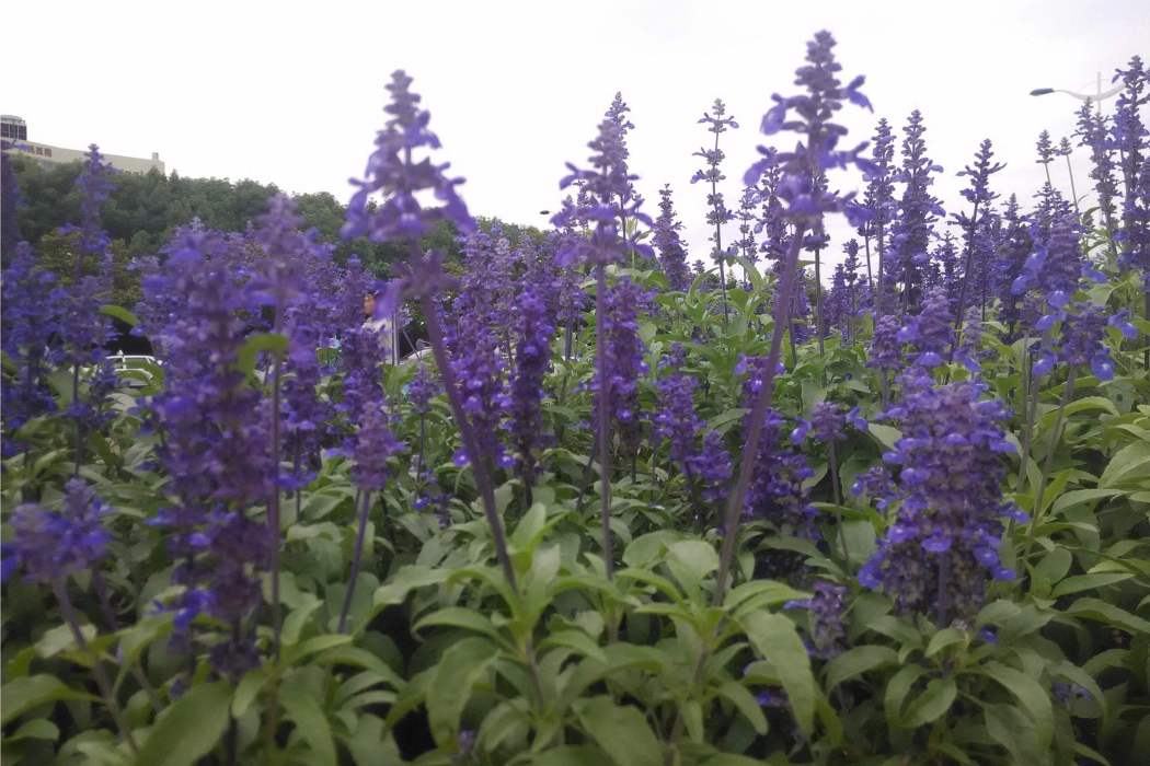 仙居鼠尾草