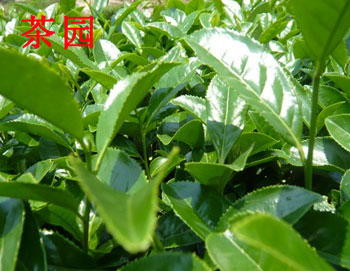 珍香茗茶