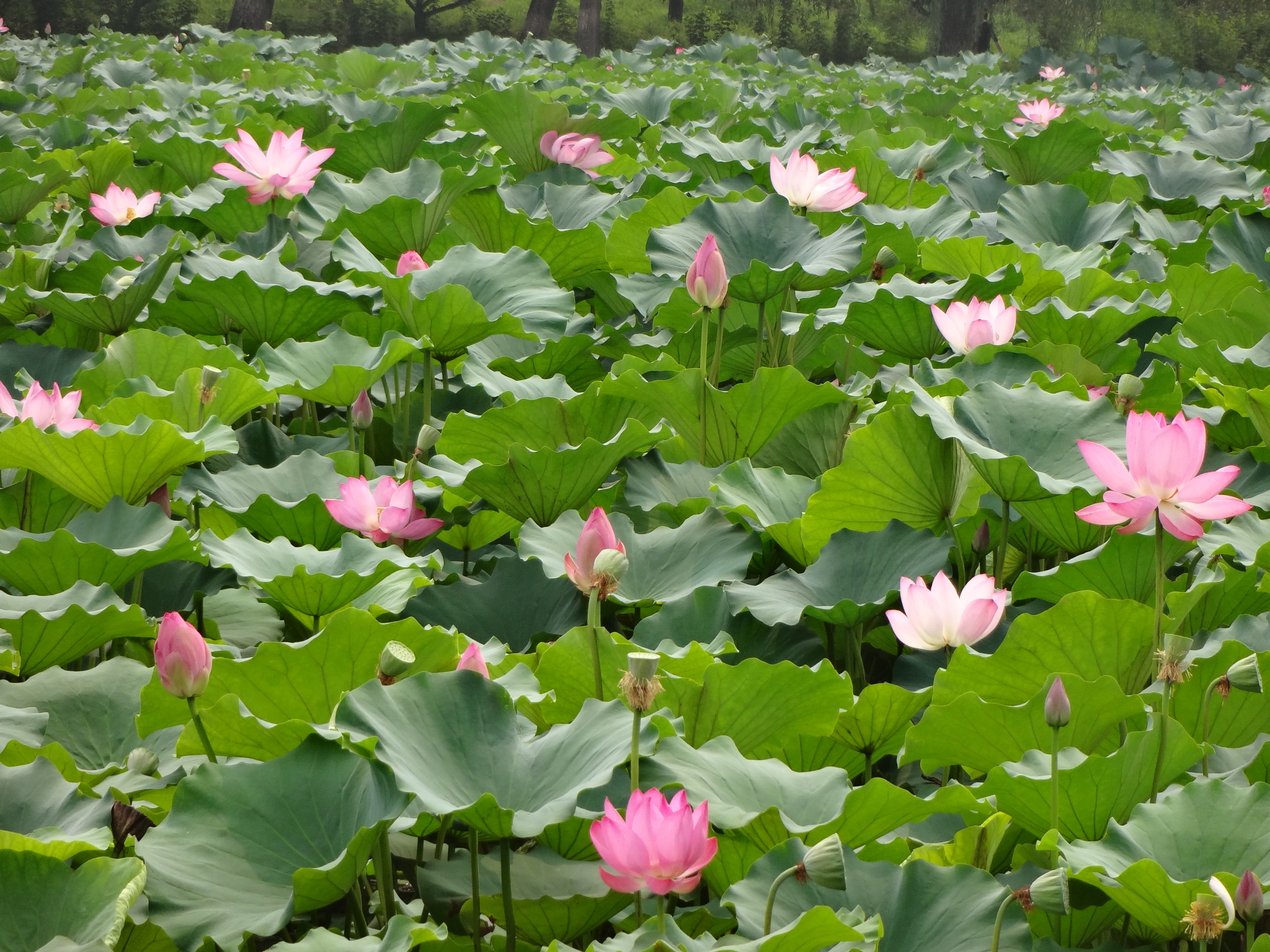 南溪村(四川省營山縣朗池鎮南溪村)