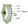 原生質(原生物質)