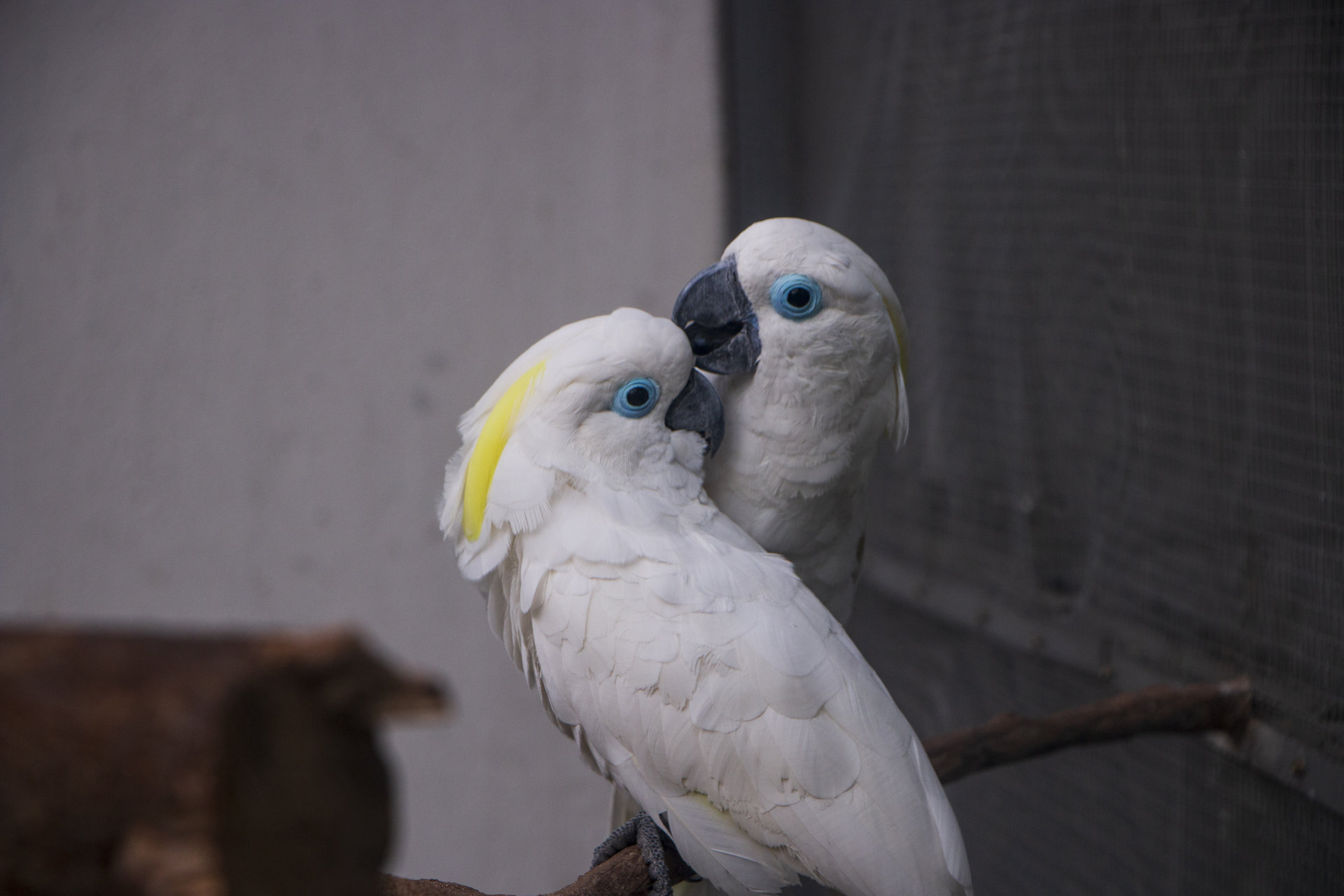 宿州野生動物園